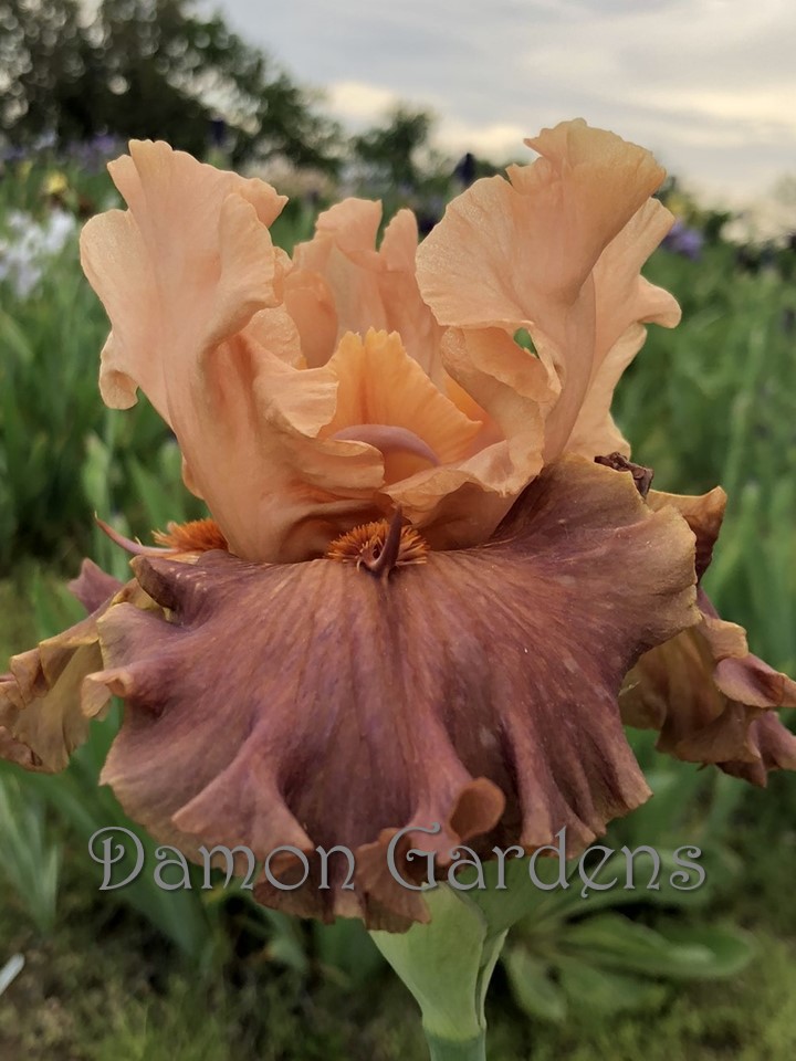 Iris Up In Smoke